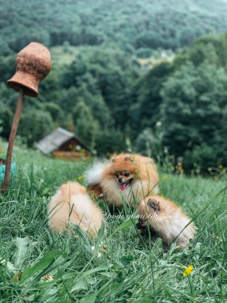 German Spitz TOY/ Pomeranian ( мини/цверг ) от титулованных родителей
Мальчик и. . фото 2