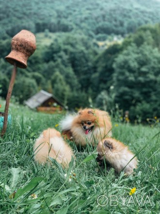 German Spitz TOY/ Pomeranian ( мини/цверг ) от титулованных родителей
Мальчик и. . фото 1