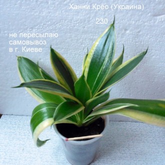 продаются низкорослые сансевиерии ханни крео (Украина). Киев. фото 1 продаются низкорослые сансевиерии ханни крео (Украина). Киев. фото 1