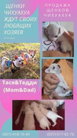 Щенки чихуахуа. Собаки мелких пород. Кривой Рог. фото 1 Щенки чихуахуа. Собаки мелких пород. Кривой Рог. фото 1