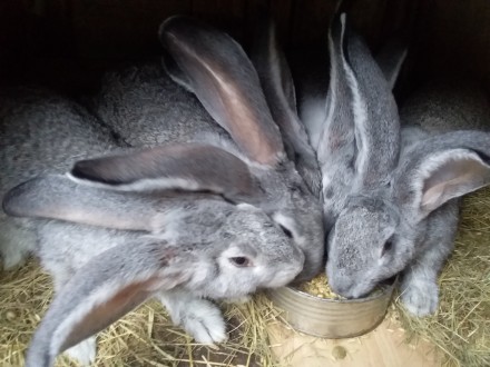 Продам кролів.Гігантська Шиншила.. Ровно. фото 1 Продам кролів.Гігантська Шиншила.. Ровно. фото 1