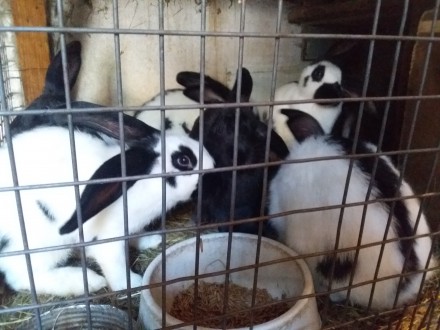 Продам кролів.Німецький Пестрий Строкач.. Ровно. фото 1 Продам кролів.Німецький Пестрий Строкач.. Ровно. фото 1