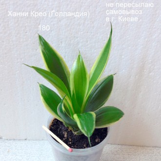 Продается низкорослая розеточная сансевиерия  Ханни Крео (материнское растение и. . фото 2