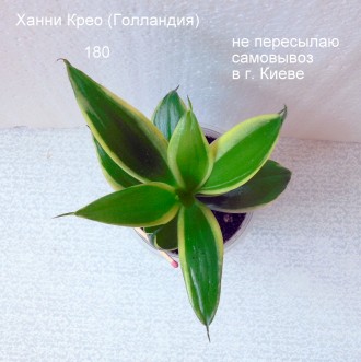 Продается низкорослая розеточная сансевиерия  Ханни Крео (материнское растение и. . фото 3