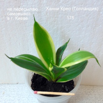 Продается низкорослая розеточная сансевиерия  Ханни Крео (материнское растение и. . фото 4