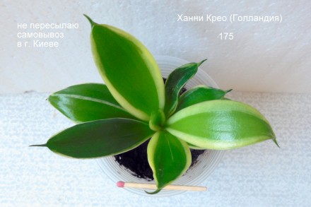 Продается низкорослая розеточная сансевиерия  Ханни Крео (материнское растение и. . фото 5