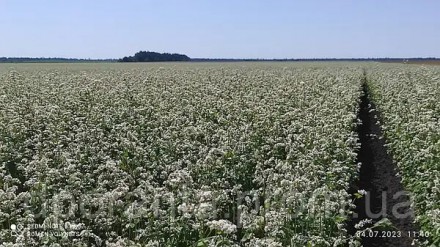 Насіння Гречки Еліта. Рівне. фото 1 Насіння Гречки Еліта. Рівне. фото 1
