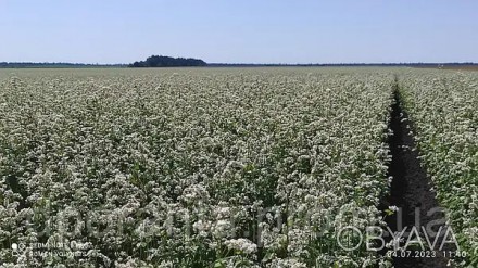 Насіння Гречки Еліта