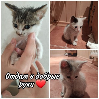 Отдам котят в добрые руки. Черноморск. фото 1 Отдам котят в добрые руки. Черноморск. фото 1