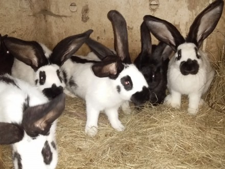 Продам кролів Німецького Строкача.. Ровно. фото 1 Продам кролів Німецького Строкача.. Ровно. фото 1