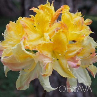 
Азалия листопадная Ия / Azalea Iya
Бутоны розово-красные с желтоватыми цветками. . фото 1