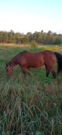 Продаю кобилу. Киев. фото 1 Продаю кобилу. Киев. фото 1