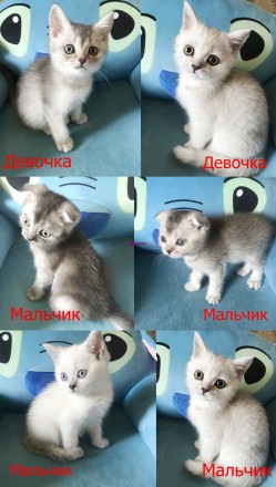 Продажа шотландских котят редких окрасов шиншилла и шиншилла поинт. Харьков. фото 1