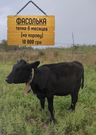 Продам телку на корову, 6 месяцев. Волноваха. фото 1 Продам телку на корову, 6 месяцев. Волноваха. фото 1