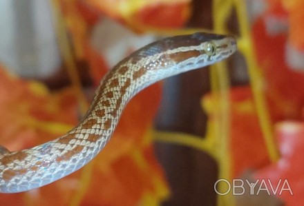 Африканская домовая змея это миролюбивые змеи небольшого размера. 
Самцы значите. . фото 1