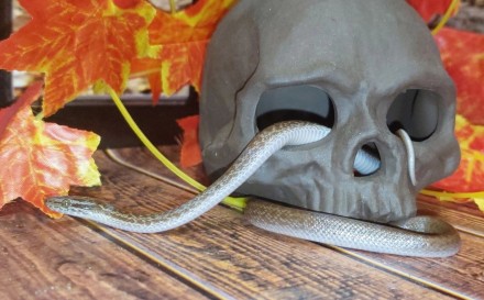 Африканская домовая змея (Boaedon fuliginosus) – неядовитое пресмыкающееся небол. . фото 4