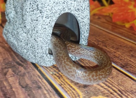 Африканская домовая змея или обычная домовая змея. Самый простой вид змей которы. . фото 4