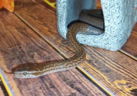 Африканская домовая змея или обычная домовая змея. Самый простой вид змей которы. . фото 3