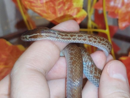 Африканская домовая змея это миролюбивые змеи небольшого размера. Самцы значител. . фото 4