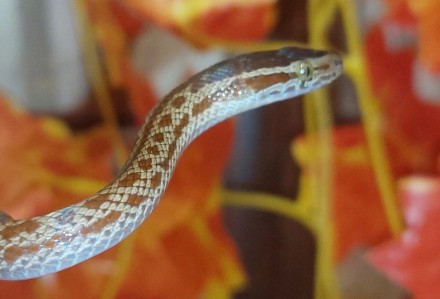 Африканская домовая змея это миролюбивые змеи небольшого размера. Самцы значител. . фото 2