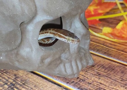 Африканская домовая змея это миролюбивые змеи небольшого размера. Самцы значител. . фото 6