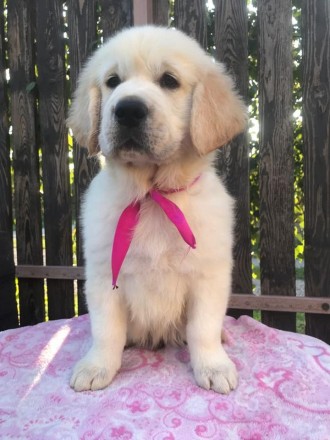 Щенки золотистого ретривера. Киев. фото 1