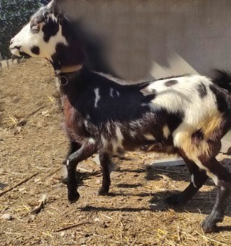 Продам молодую молочную козу. Девичье молоко, доилась до огула.. Киев. фото 1 Продам молодую молочную козу. Девичье молоко, доилась до огула.. Киев. фото 1