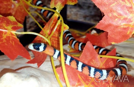 Королевская молочная змея Пиромелана, ручные яркие змеи с питомника.
В наличии к. . фото 1