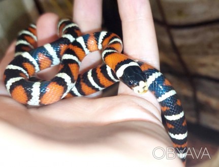 Королевская молочная змея Пиромелана, ручные яркие змеи с питомника.В наличии чу. . фото 1