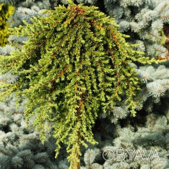 Можжевельник на штамбе Гринмантл / Juniperus Greenmantle
Сорт можжевельника обык. . фото 1