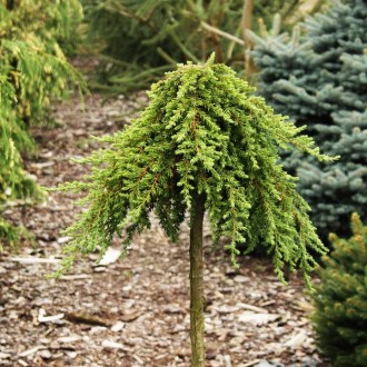 Можжевельник на штамбе Гринмантл / Juniperus communis Greenmantle
Сорт можжевель. . фото 2