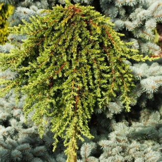 Можжевельник на штамбе Гринмантл / Juniperus communis Greenmantle
Сорт можжевель. . фото 3