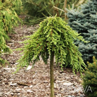 Можжевельник на штамбе Гринмантл / Juniperus communis Greenmantle
Сорт можжевель. . фото 1