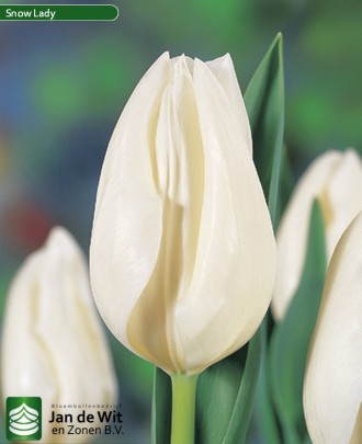 Луковицы тюльпанов от   одного из лучших мировых производителей c 98-летней исто. . фото 9