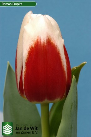Луковицы тюльпанов от   одного из лучших мировых производителей c 98-летней исто. . фото 8
