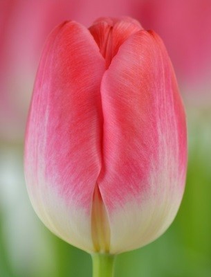 Луковицы тюльпанов от   одного из лучших мировых производителей c 98-летней исто. . фото 7