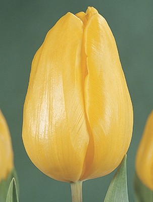 Луковицы тюльпанов от   одного из лучших мировых производителей c 98-летней исто. . фото 6