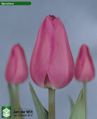 Луковицы тюльпанов от   одного из лучших мировых производителей c 98-летней исто. . фото 5