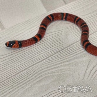 В наличии невероятно яркая змея рубинового окраса. Гондурасская змея это один из. . фото 1