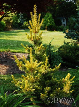 Сосна японская Голдилокс / Pinus parviflora Goldilocks
Красивое и яркое хвойное . . фото 1