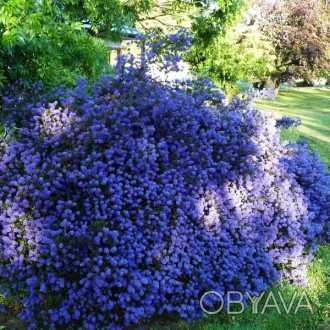Цеанотус Блю Маунд / Ceanothus Blue Mound
Это низкорослый сорт синего цветения с. . фото 1