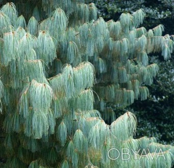 Сосна белая Арманди / Pinus Аrmandii
Вечнозеленое дерево с асимметричной кроной.. . фото 1