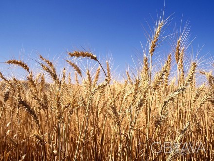 Постійно закуповуємо зерновідходи пшениці по всій території України. За високими. . фото 1