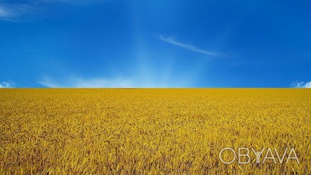 Купуємо пшеницю фуражну також 3клас, по Тернопільській області. Кількість від 25. . фото 1
