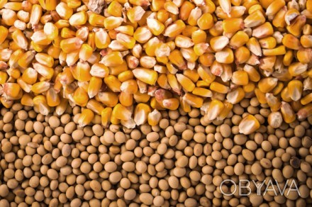 Закуповуємо по Тернопільській області кукурудзу для власної переробки. Обсяг від. . фото 1