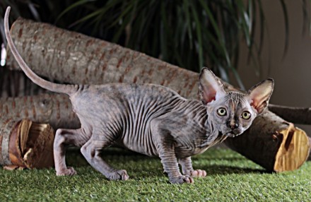 Очень красивая, ласковая, милая, игривая малышка.. Харьков. фото 1