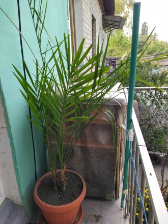 Продам финиковую пальму, возраст 2 года, вместе с вазоном, по очень доступной це. . фото 3