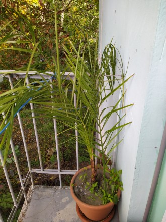 Продам финиковую пальму, возраст 2 года, вместе с вазоном, по очень доступной це. . фото 2