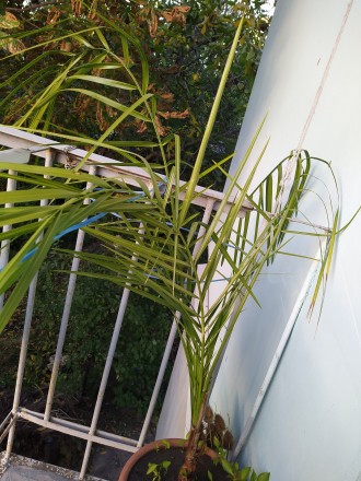 Продам финиковую пальму, возраст 2 года, вместе с вазоном, по очень доступной це. . фото 4