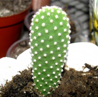 Опунция мелковолосистая - Opuntia microdasys, опунция фото Опунция. Житомир. фото 1 Опунция мелковолосистая - Opuntia microdasys, опунция фото Опунция. Житомир. фото 1